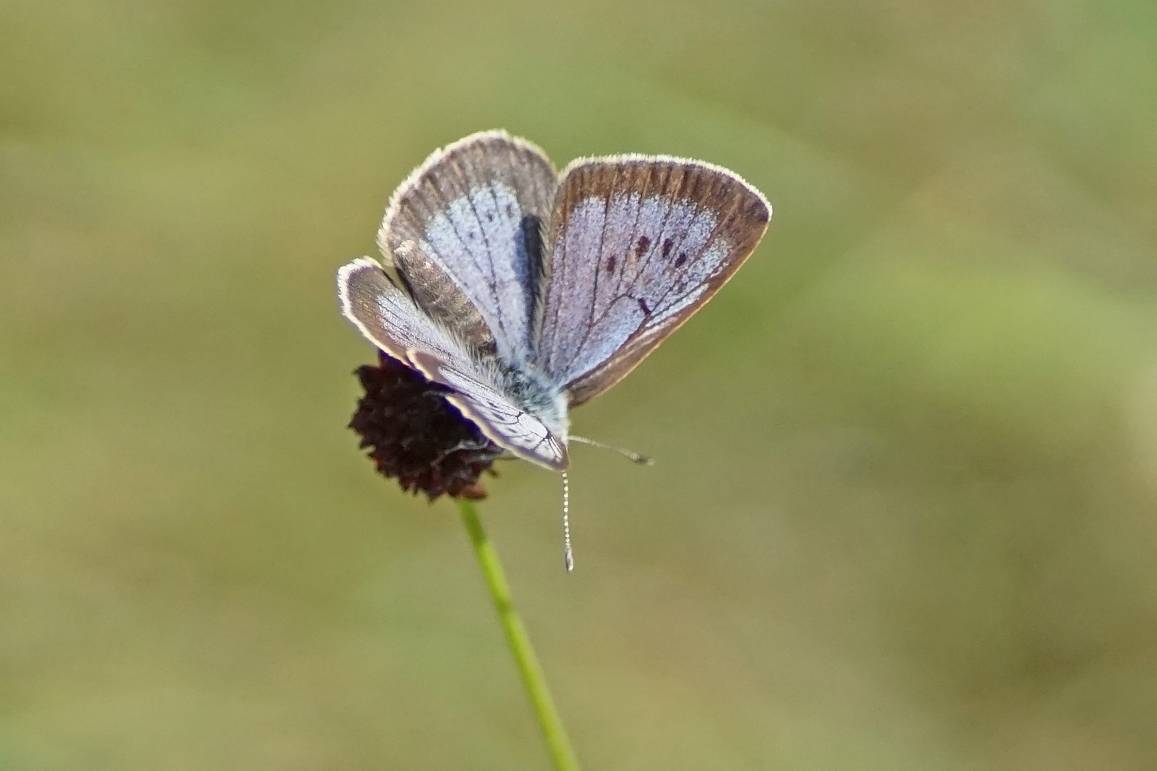 Dunkler Wiesenknopf-Ameisenbläuling (Phengaris nausithous), Männchen