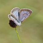 Dunkler Wiesenknopf-Ameisenbläuling (Phengaris nausithous), Männchen