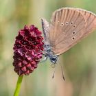 Dunkler Wiesenknopf-Ameisenbläuling - Rüssel eingerollt