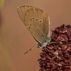 Dunkler Wiesenknopf-Ameisenbläuling: Schräglage im Wind