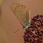 Dunkler Wiesenknopf-Ameisenbläuling: Schräglage im Wind