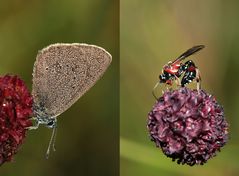 Dunkler Wiesenknopf-Ameisenbläuling und seine Schlupfwespe