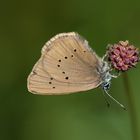 dunkler wiesenknopf-ameisenbläuling w.