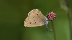 dunkler wiesenknopf-ameisenbläuling w.