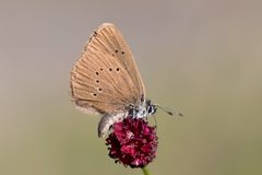 dunkler wiesenknopf-ameisenbläuling w.