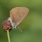 dunkler wiesenknopf-ameisenbläuling w.