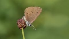 dunkler wiesenknopf-ameisenbläuling w.