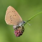 dunkler wiesenknopf-ameisenbläuling w.