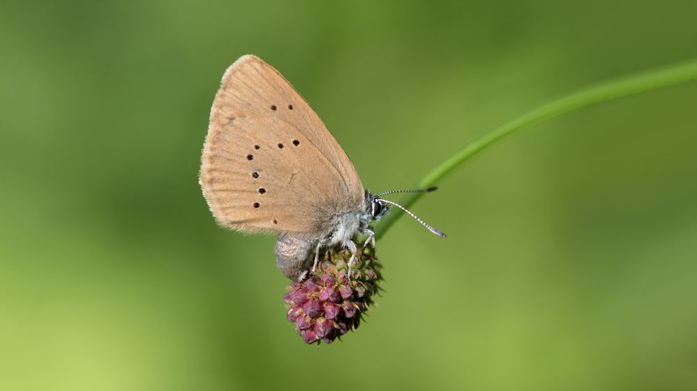 dunkler wiesenknopf-ameisenbläuling w.