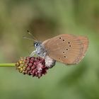 dunkler wiesenknopf-ameisenbläuling w.