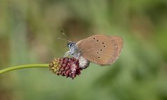 dunkler wiesenknopf-ameisenbläuling w.