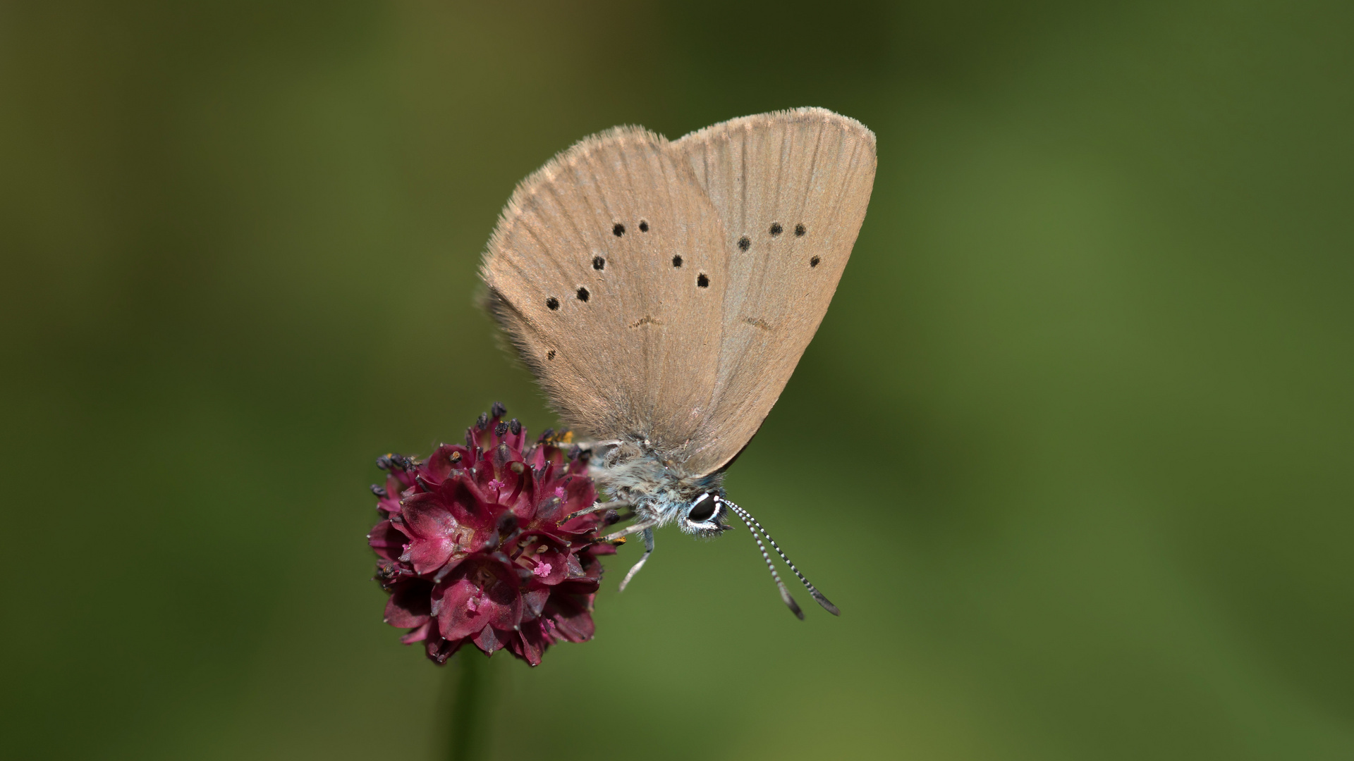 dunkler wiesenknopf-ameisenbläuling w. 