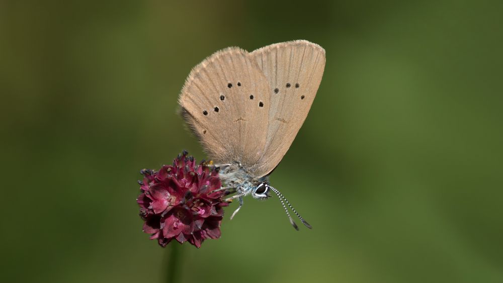 dunkler wiesenknopf-ameisenbläuling w. 