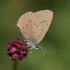 dunkler wiesenknopf-ameisenbläuling w. 