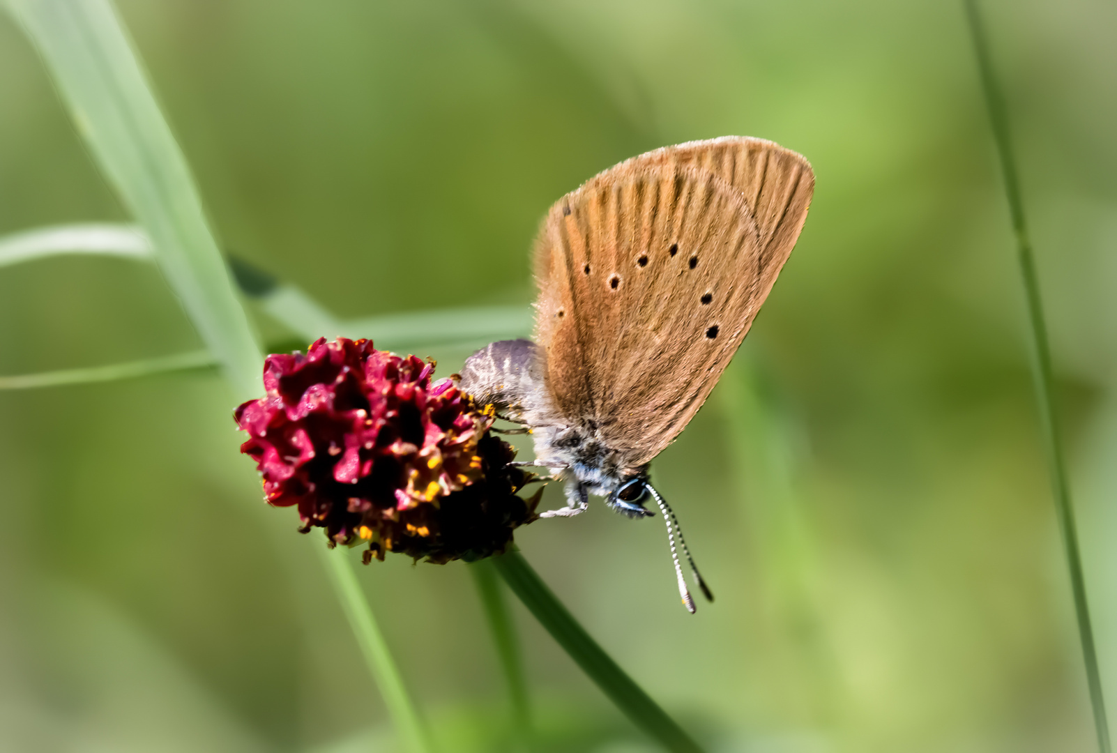 dunkler wiesenknopf-ameisenbläuling w.