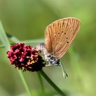 dunkler wiesenknopf-ameisenbläuling w.