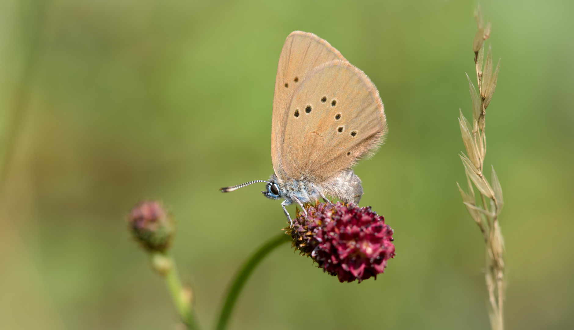 dunkler wiesenknopf-ameisenbläuling w.