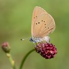 dunkler wiesenknopf-ameisenbläuling w.