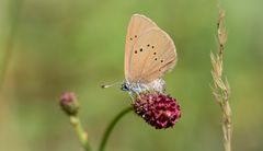 dunkler wiesenknopf-ameisenbläuling w.