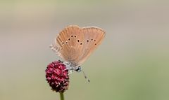 dunkler wiesenknopf-ameisenbläuling w.