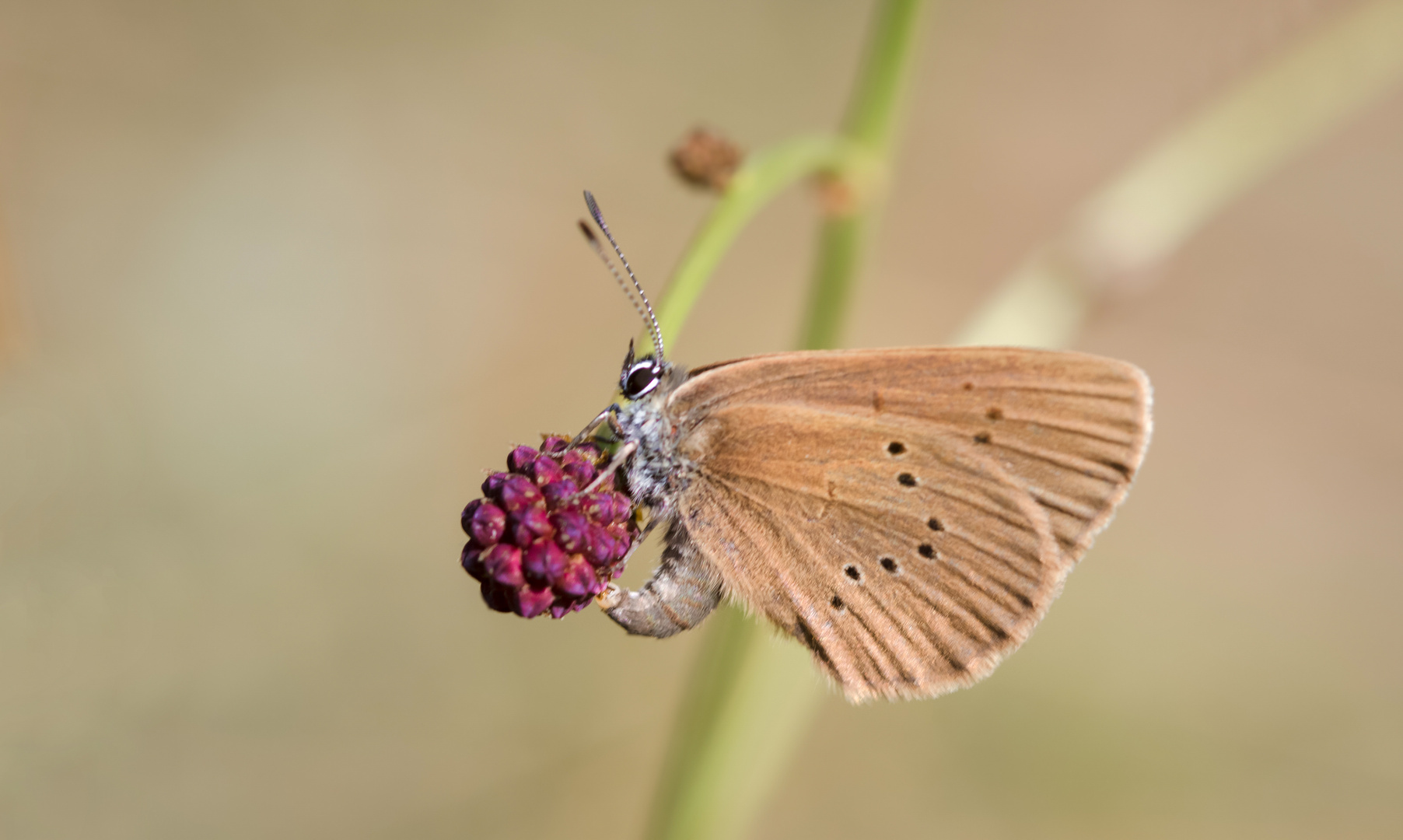 dunkler wiesenknopf-ameisenbläuling w.