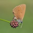 dunkler-wiesenknopf-ameisenbläuling w.