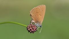 dunkler-wiesenknopf-ameisenbläuling w.