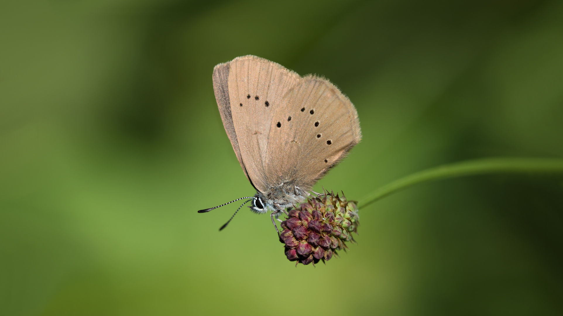 dunkler wiesenknopf-ameisenbläuling w.