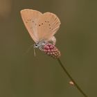 Dunkler Wiesenknopf Ameisenbläuling (weiblich)