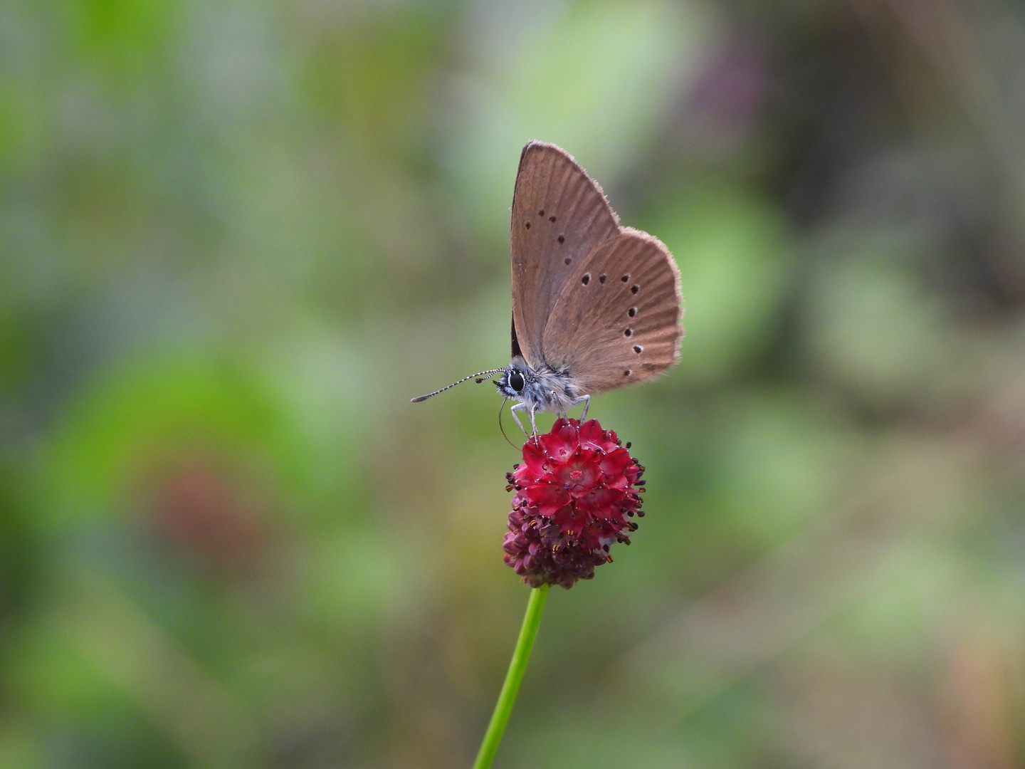 Dunkler Wiesenknopf-Ameisenbläuling_01