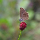 Dunkler Wiesenknopf-Ameisenbläuling_01