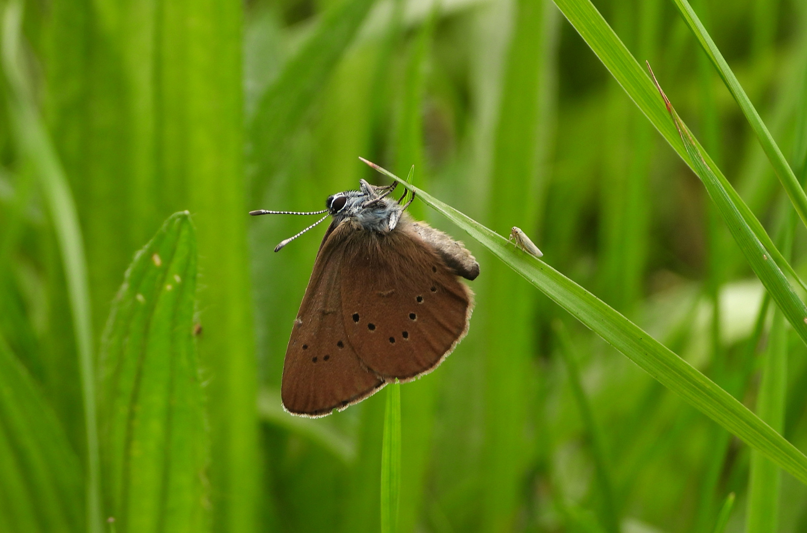 Dunkler Wiesenknopf-Ameisenbläuling_02