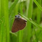 Dunkler Wiesenknopf-Ameisenbläuling_02