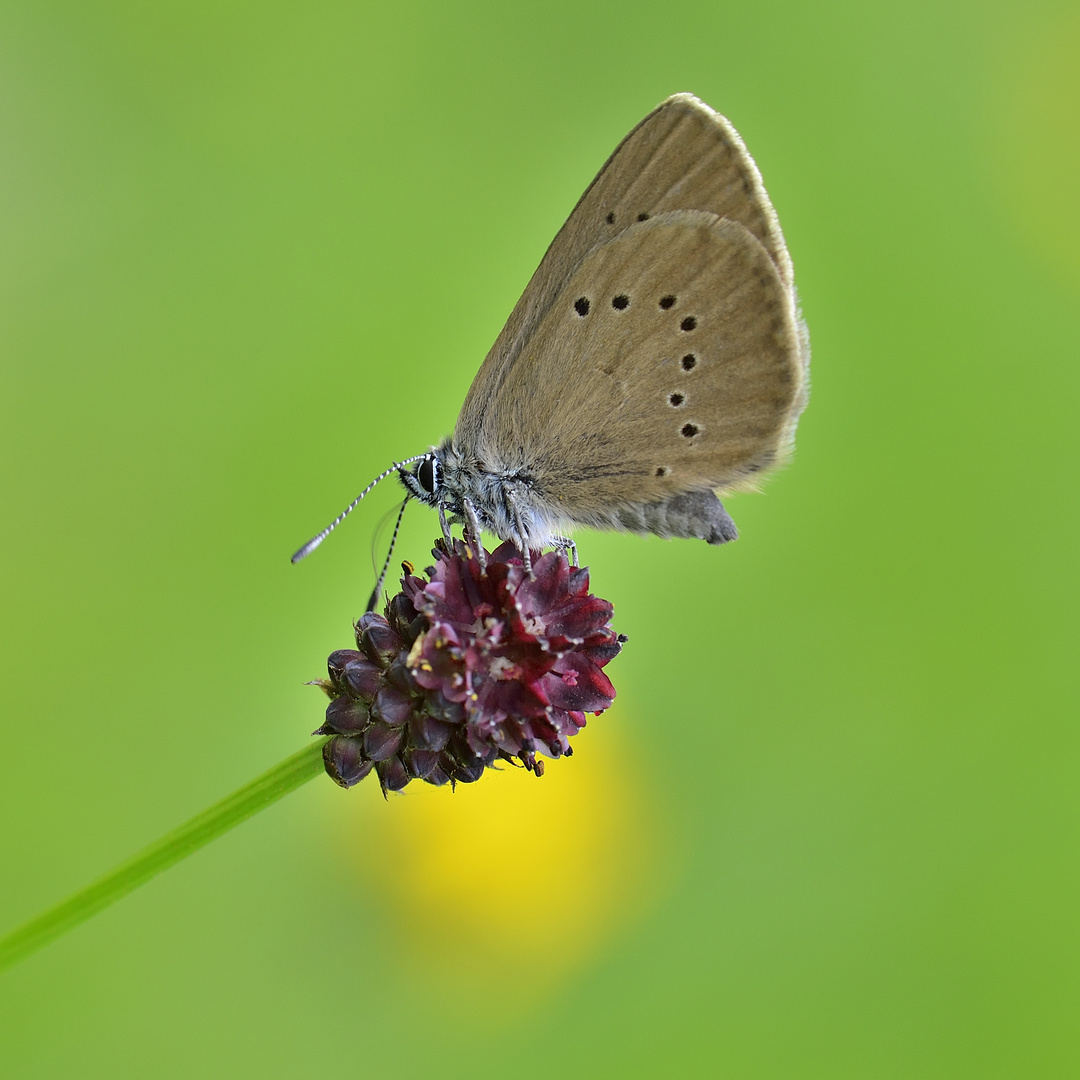 Dunkler Wiesenknopf-Ameisenbläuling2