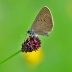 Dunkler Wiesenknopf-Ameisenbläuling2