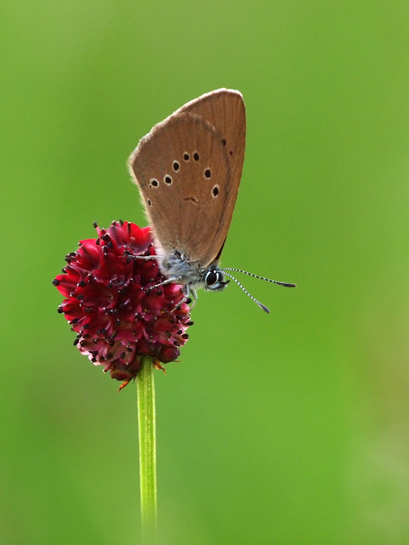 Dunkler Wiesenknopf Ameisenbläulin,Phengaris nausithous