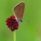 Dunkler Wiesenknopf Ameisenbläulin,Phengaris nausithous