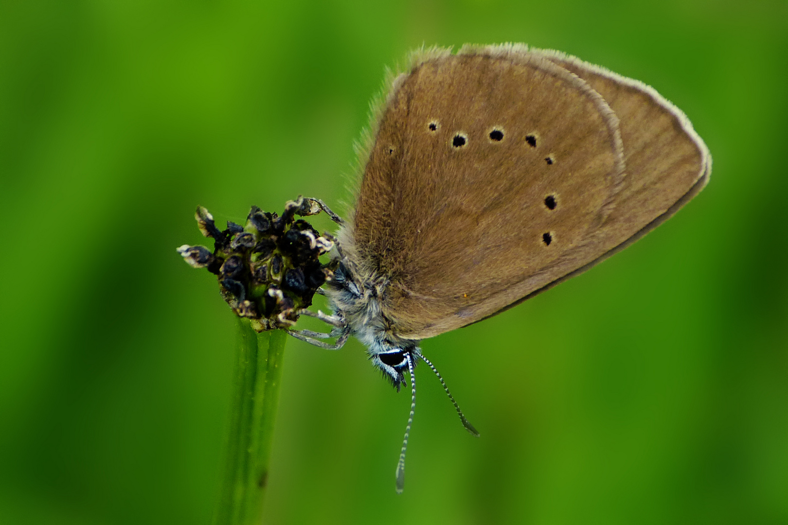 Dunkler Wiesenknopf-Bläuling