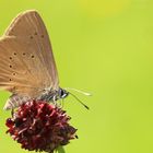 Dunkler Wiesenknopfbläuling