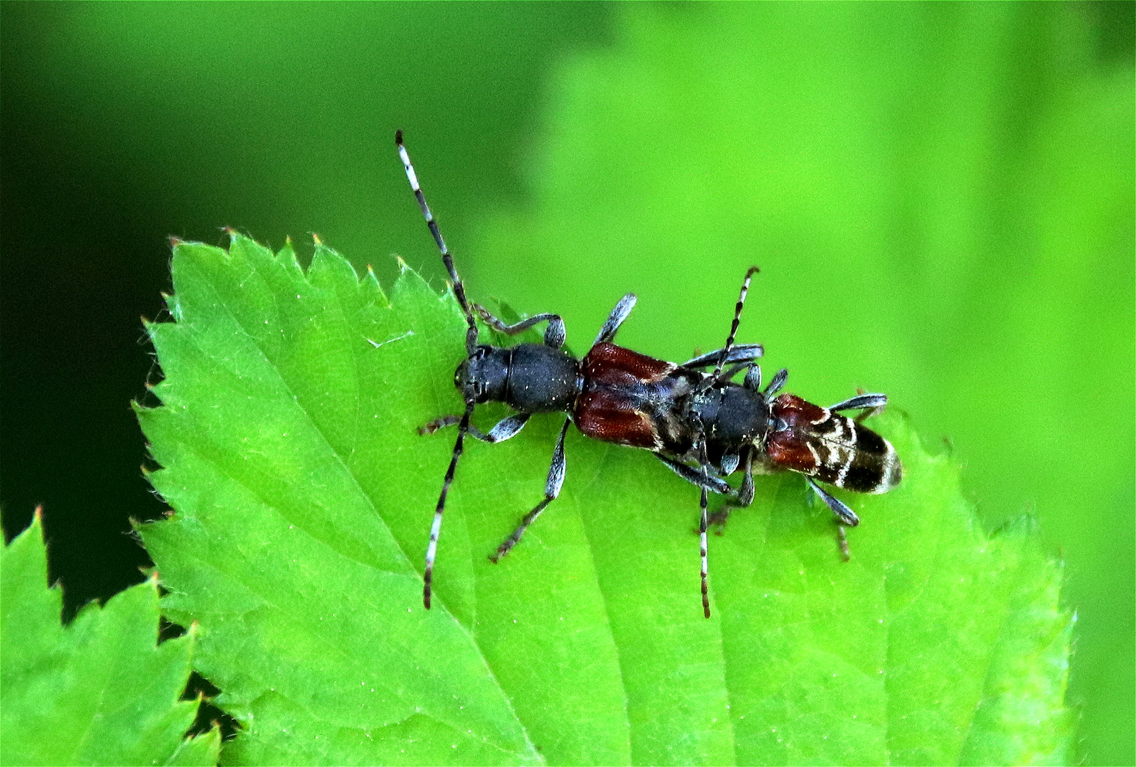 Dunkler Zierbock 