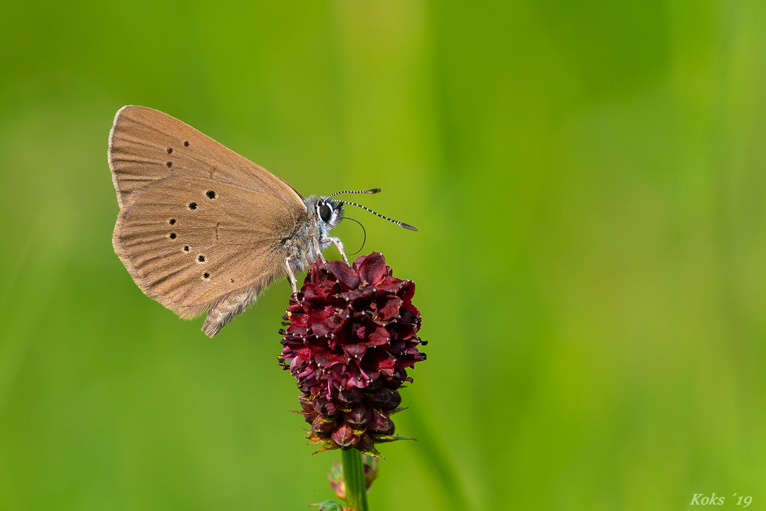 DunklerWiesenknopfameisenbläuling auf GroßemWiesenknopf