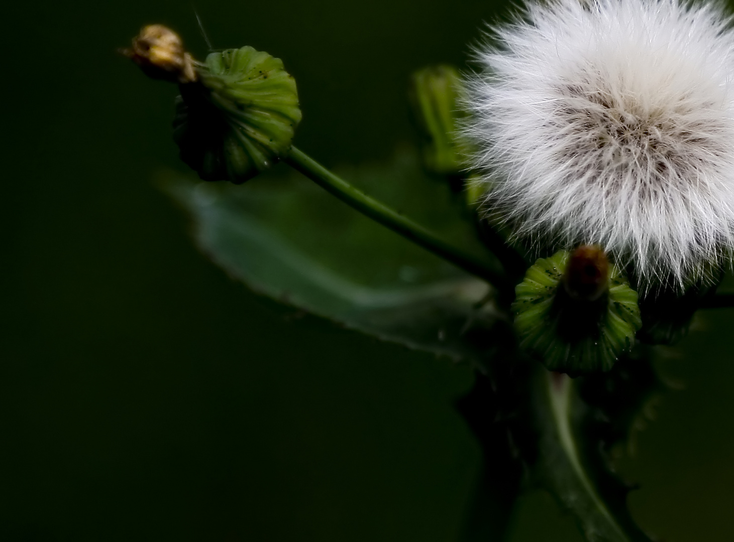 Dunkles Blümchen