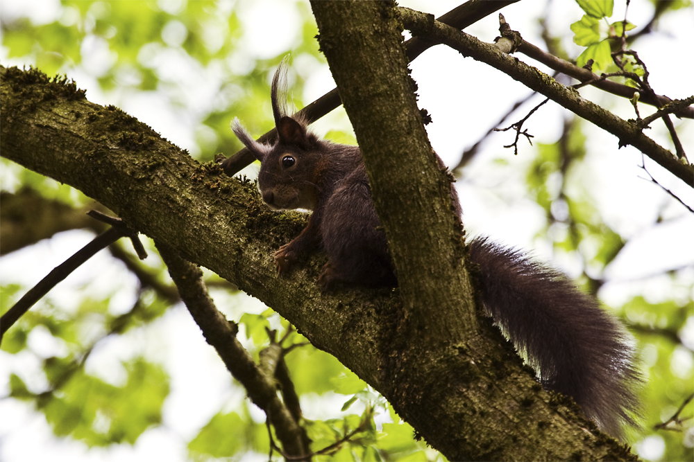 dunkles Eichhörnchen