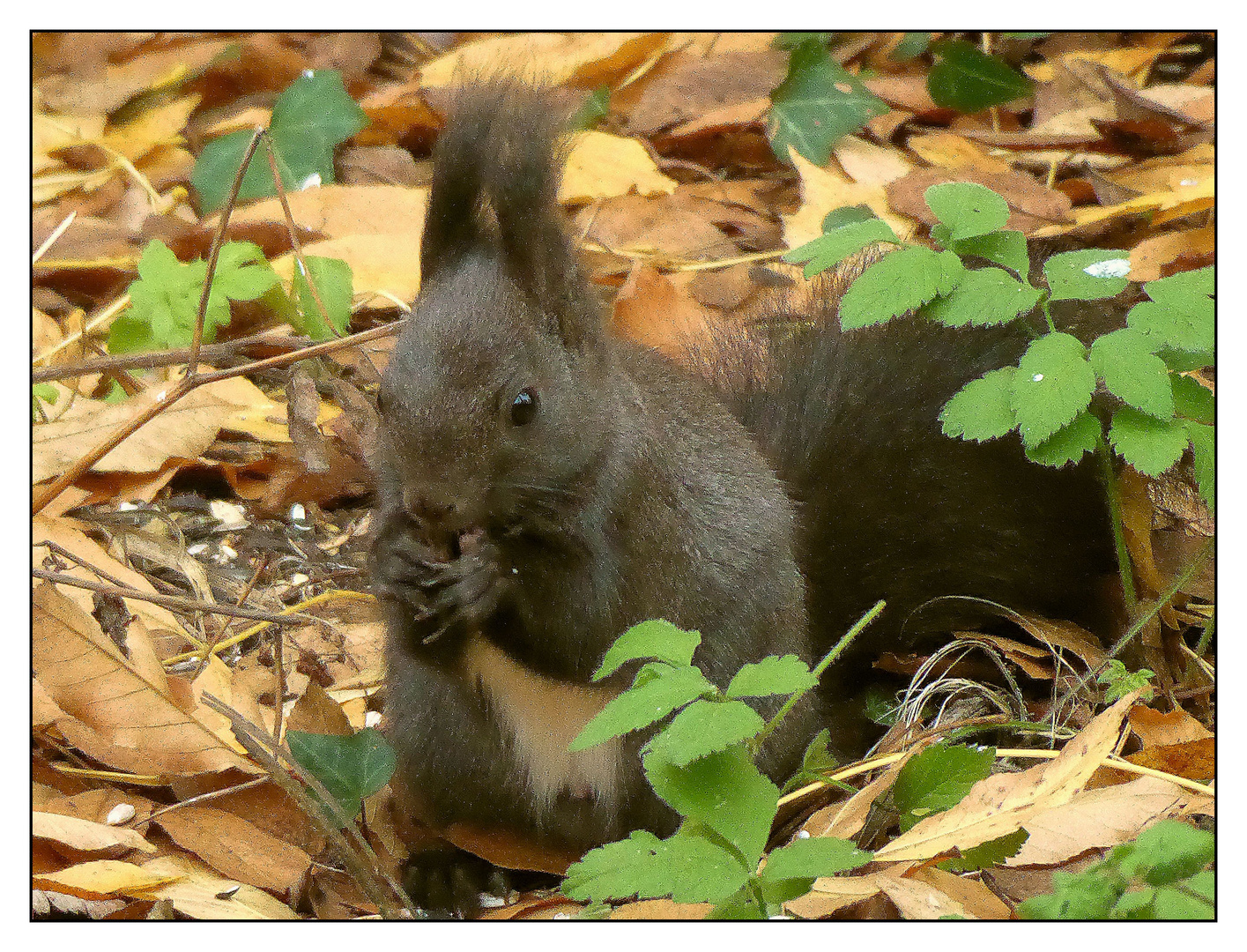 Dunkles Eichhörnchen