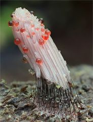 Dunkles Fadenkeulchen (Stemonitis fusca)