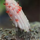 Dunkles Fadenkeulchen (Stemonitis fusca)