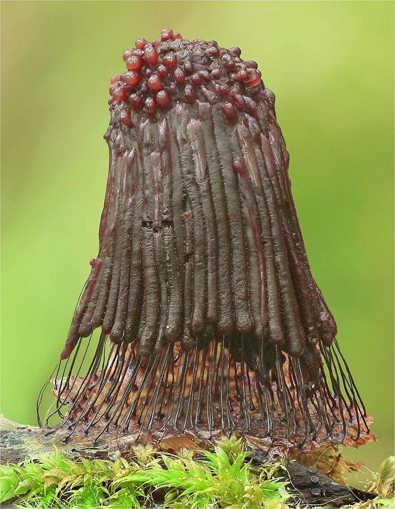 Dunkles Fadenkeulchen (Stemonitis fusca)