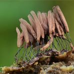 Dunkles Fadenkeulchen (Stemonitis fusca)