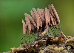 Dunkles Fadenkeulchen (Stemonitis fusca)