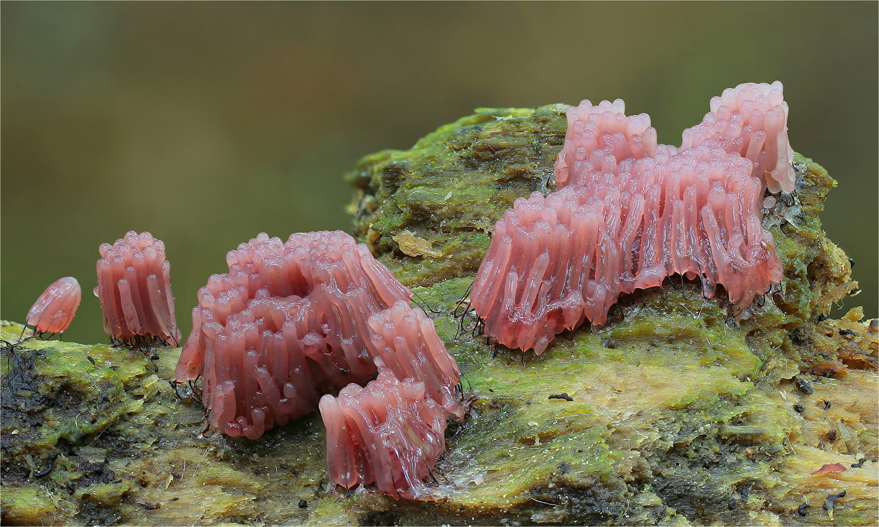 Dunkles Fadenkeulchen (Stemonitis fusca)